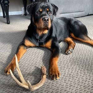 Meet your Posher, Jaime